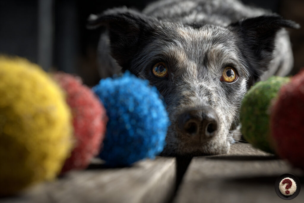 Gerçek Zannedilen Ama Aslında Mit Olan Bilgiler 2 Yere yatmış gri tüylü köpek, renkli tüy toplarının arasından dikkatle ve sabırsızca ileriye bakıyor.