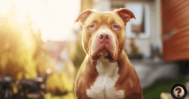 American Bully
