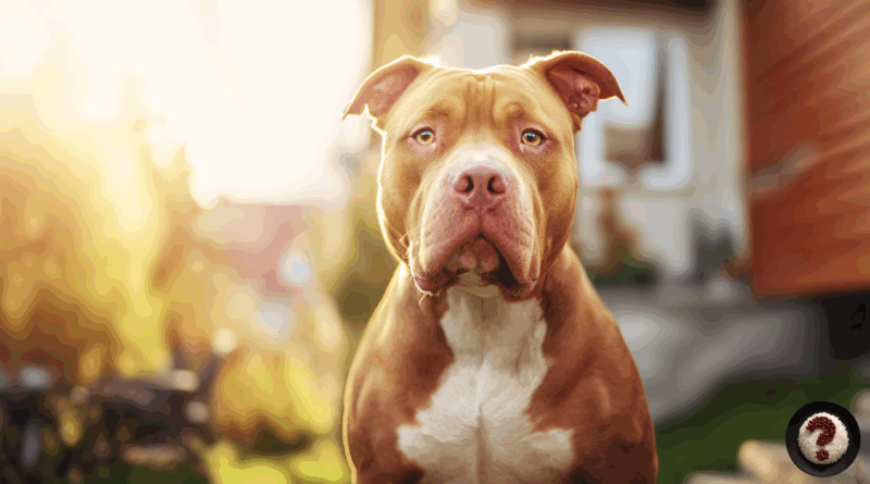 American Bully